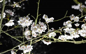 DSC_0314 のコピー